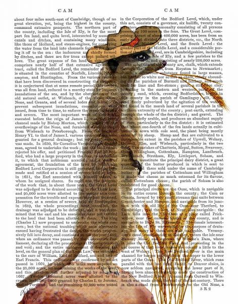 Meerkat Cowboy