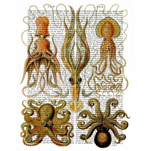 Octopus and squid