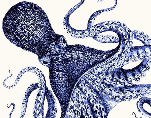 Landscape Blue Octopus