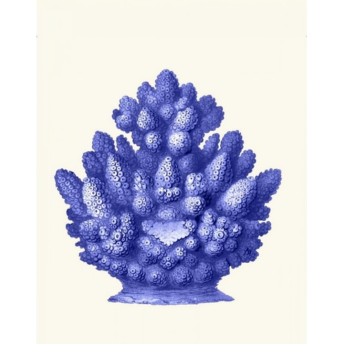Haeckel Hexacoralla Coral Blue