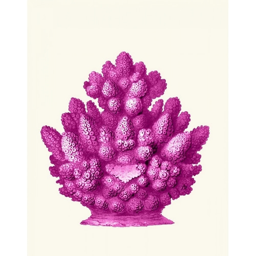 Haeckel Hexacoralla Coral Pink