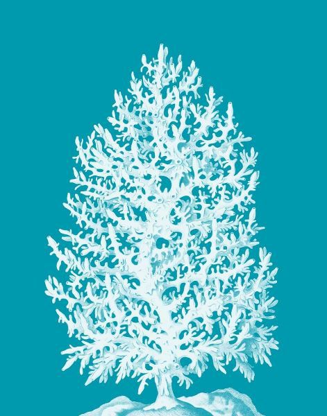 Coral Tree White on Sea Blue
