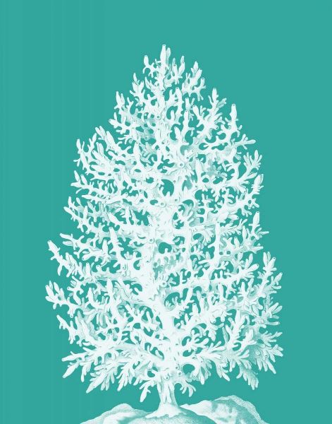 Coral Tree White on Turquoise