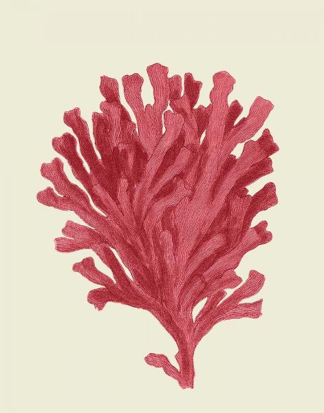 Corals Coral On Cream d