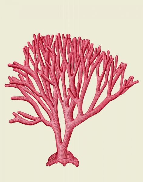 Red Corals 1 c