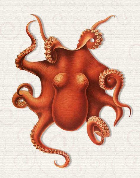 Octopus 4 Orange