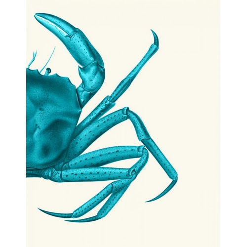 Contrasting Crab in Turquoise a