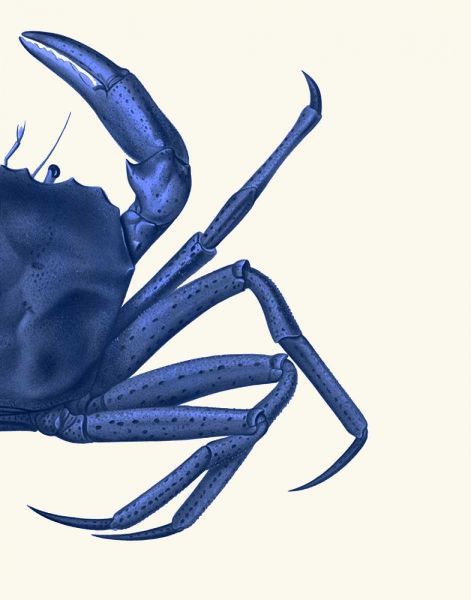 Contrasting Crab in Navy Blue b