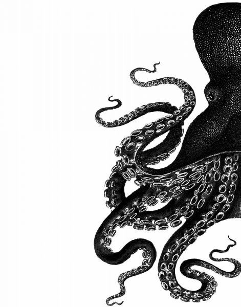Octopus Black and White a