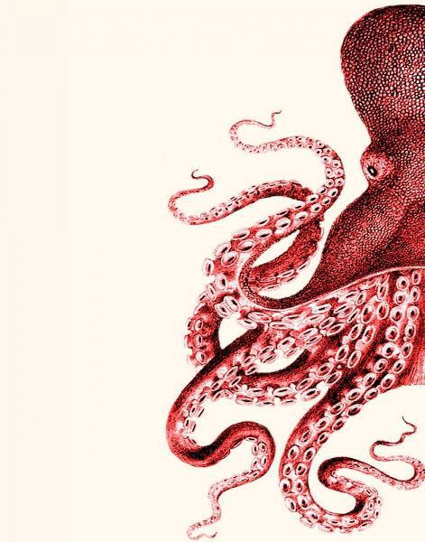 Octopus Red and White a
