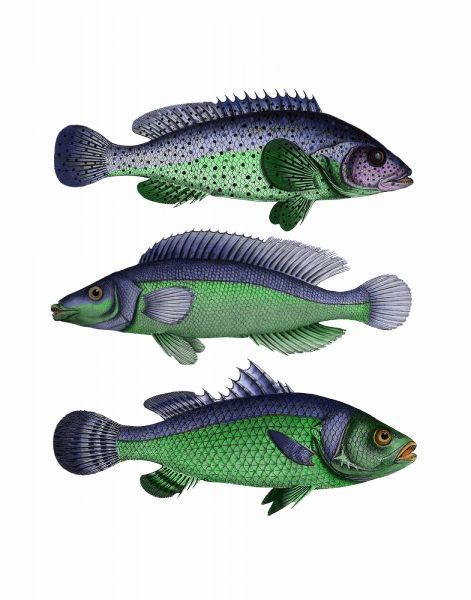 Blue and Green Fish Trio