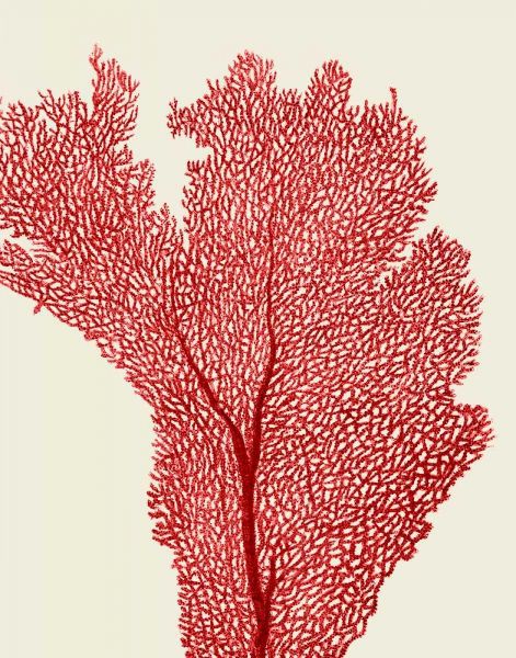 Red Corals 2 e