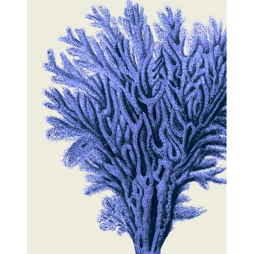 Blue Corals 2 a