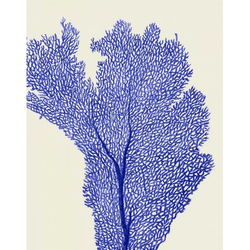 Blue Corals 2 e
