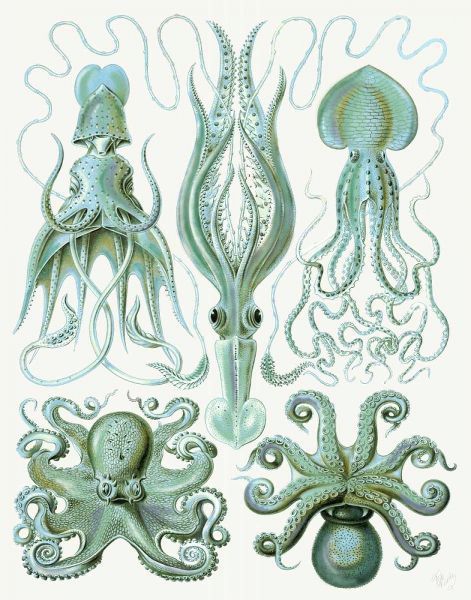 Turquoise Octopus and Squid b