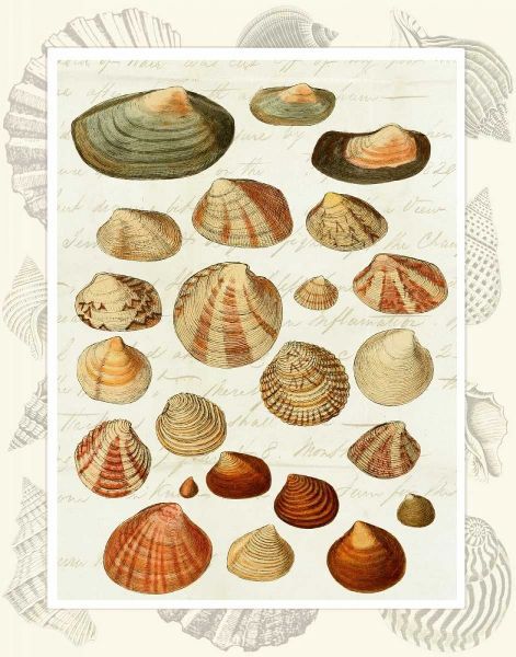 Shells on Vintage Script