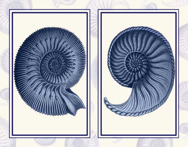 Nautilus Shells Indigo Blue