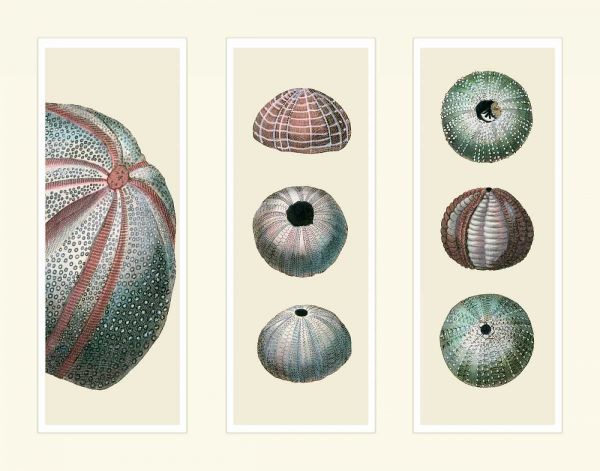 Sea Urchins on 3 Panels