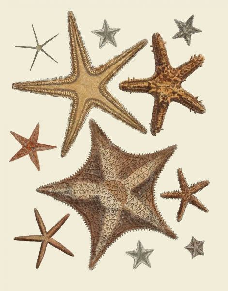 Starfish Collection 1