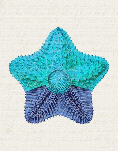 Starfish in Shades of Blue c