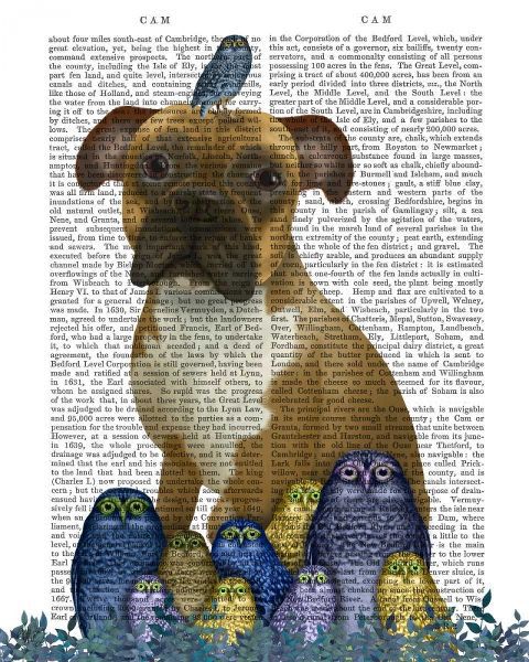 Boxer and Owls