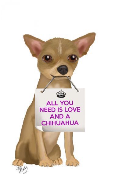 Love and Chihuahua
