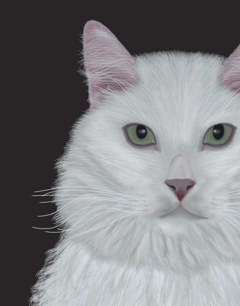 Cat, White Portrait on Dark Grey