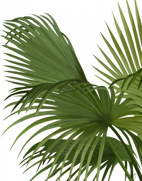 Fan Palm 2, Green on White