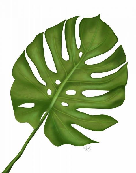 Monstera Leaf 1, Green on White