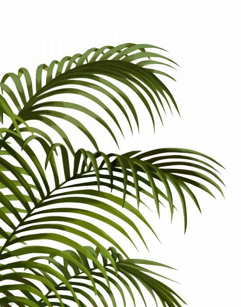 Palm Leaf 1, Green On White