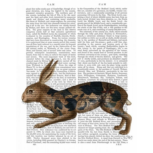 Hare and Black Leaves