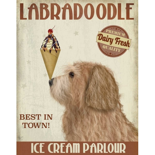 Labradoodle, Golden, Ice Cream