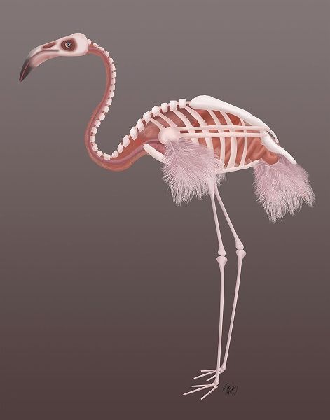Flamingo Skeleton