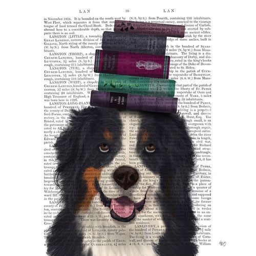 Bernese and Books