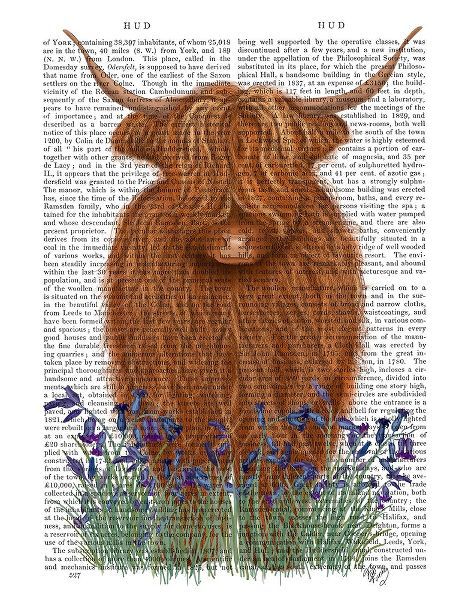 Highland Cow, Bluebell Book Print