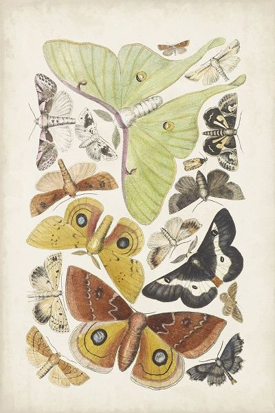 Unknown 아티스트의 Antique Moths I작품입니다.