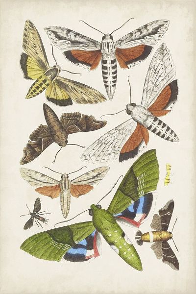 Unknown 아티스트의 Antique Moths II작품입니다.