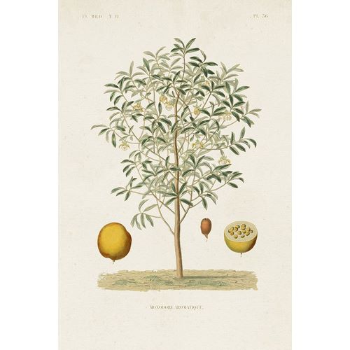 Unknown  작가의 Antique Tree with Fruit IV 작품