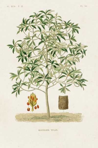 Unknown  작가의 Antique Tree with Fruit VI 작품
