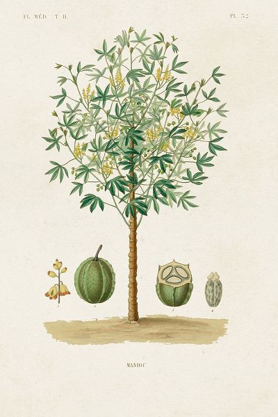 Unknown  작가의 Antique Tree with Fruit VIII 작품