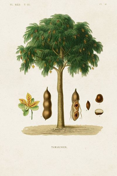 Unknown  작가의 Antique Tree with Fruit IX 작품