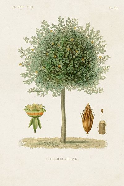 Unknown  작가의 Antique Tree with Fruit X 작품
