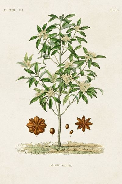 Unknown  작가의 Antique Tree with Fruit XI 작품