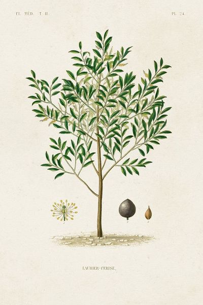 Unknown  작가의 Antique Tree with Fruit XII 작품