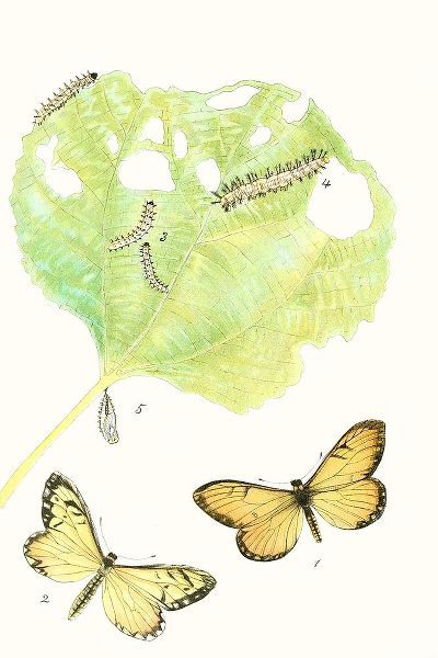 Vision Studio  작가의 Antique Butterflies and Leaves II 작품