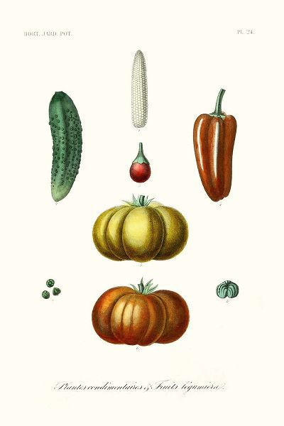 Unknown  작가의 Fruit And Vegetable Varieties III 작품