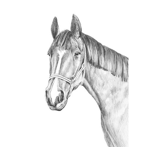 Warren, Annie 작가의 Equine Portrait Sketch II 작품
