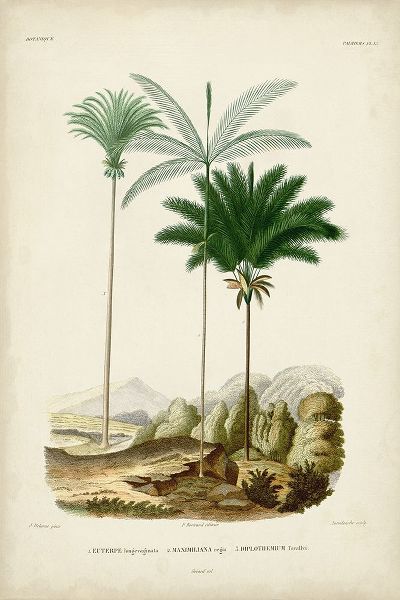 DOrbigny, M. Charles 작가의 Antique Palm Collection II 작품