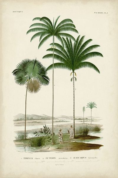 DOrbigny, M. Charles 작가의 Antique Palm Collection IV 작품