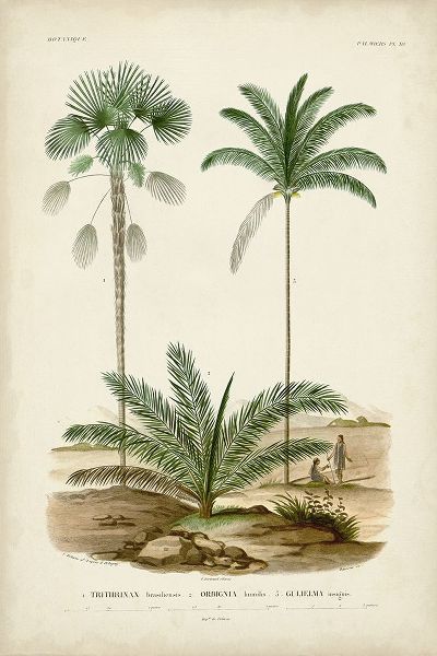 DOrbigny, M. Charles 작가의 Antique Palm Collection V 작품